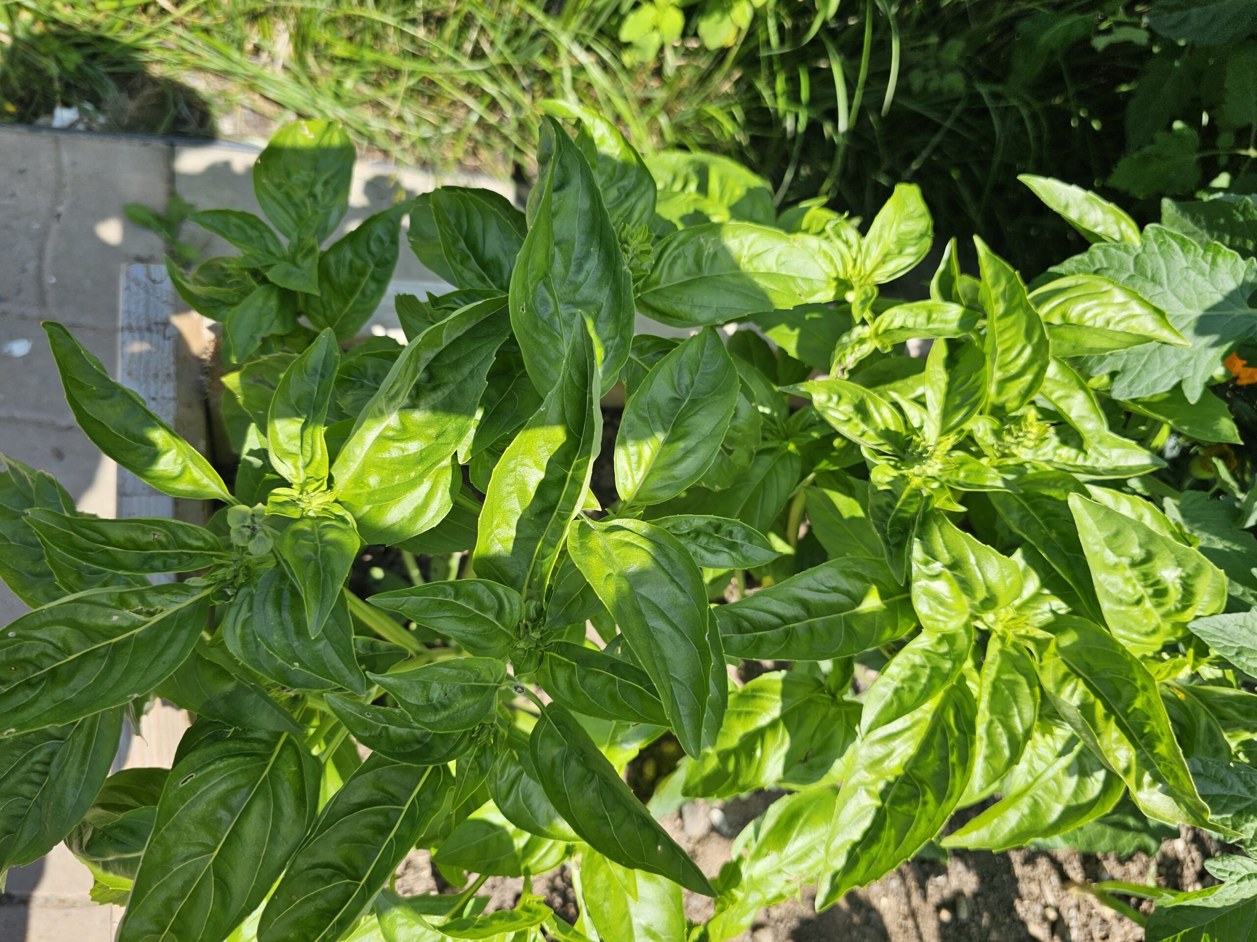 Recipes That Use Fresh Basil From The Garden